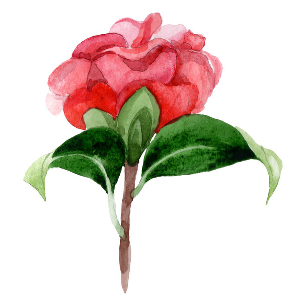 Pink camellia flower with green leaves isolated on white. Watercolor background illustration element. - Foto, afbeelding