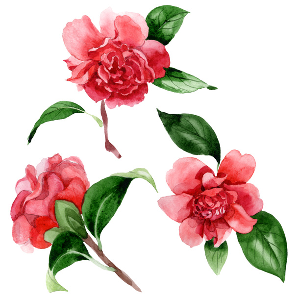 Pink camellia flowers with green leaves isolated on white. Watercolor background illustration elements. - Photo, image