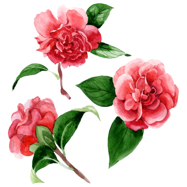 Pink camellia flowers with green leaves isolated on white. Watercolor background illustration elements. - Foto, Imagen