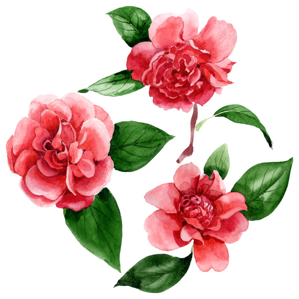 Pink camellia flowers with green leaves isolated on white. Watercolor background illustration elements. - Foto, Imagem