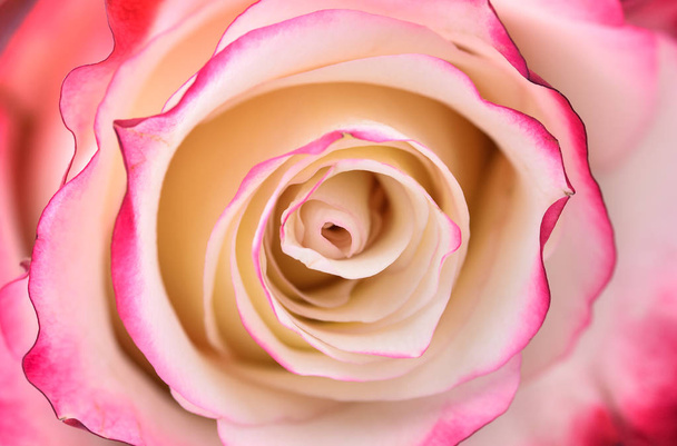Rosa fresca vibrante y rosa blanca de cerca
. - Foto, imagen