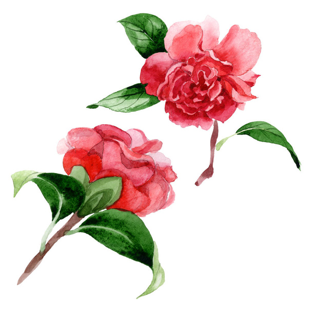 Pink camellia flowers with green leaves isolated on white. Watercolor background illustration elements. - Fotoğraf, Görsel