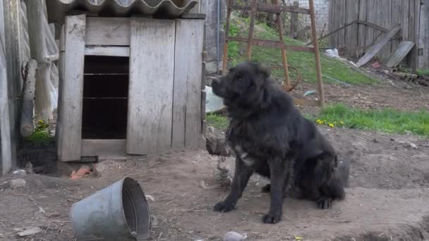 big black yard dog on a chain - Imágenes, Vídeo