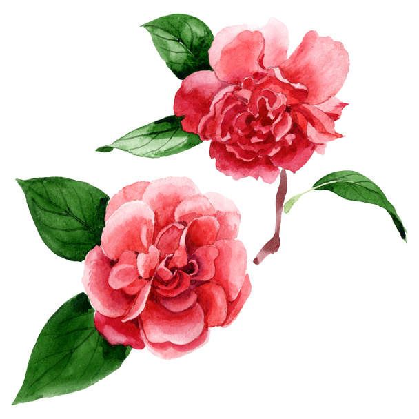 Pink camellia flowers with green leaves isolated on white. Watercolor background illustration elements. - Foto, Bild