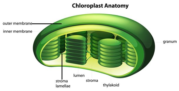 Chloroplast - Vektor, Bild
