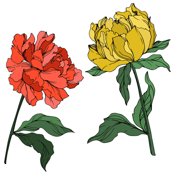 Peonías vectoriales con hojas aisladas en blanco. Arte de tinta grabado amarillo, rojo y verde sobre fondo blanco
. - Vector, Imagen