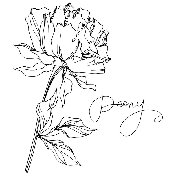 Vector peony flower with leaves isolated on white with peony lettering. Black and white engraved ink art. - Vector, Image
