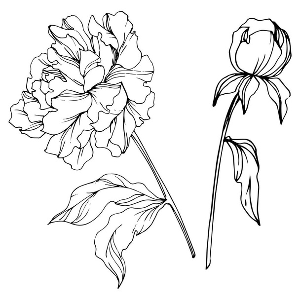 Vector peonies with leaves isolated on white. Black and white engraved ink art. - Vector, Image