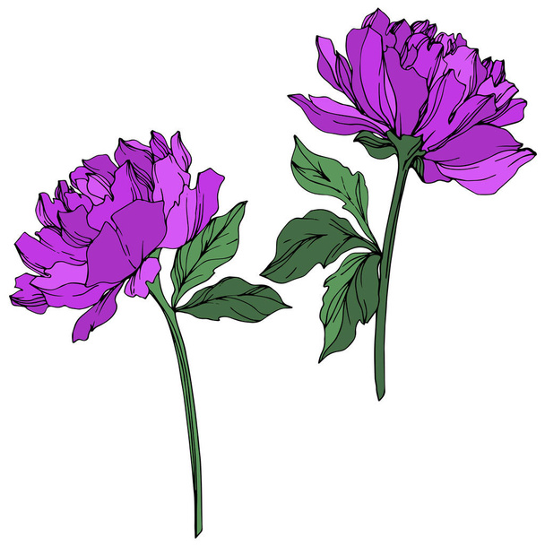 Vector peonies with leaves isolated on white. Purple and green engraved ink art on white background. - Vettoriali, immagini