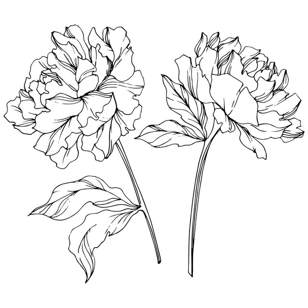 Vector peonies with leaves isolated on white. Black and white engraved ink art. - Vector, Image
