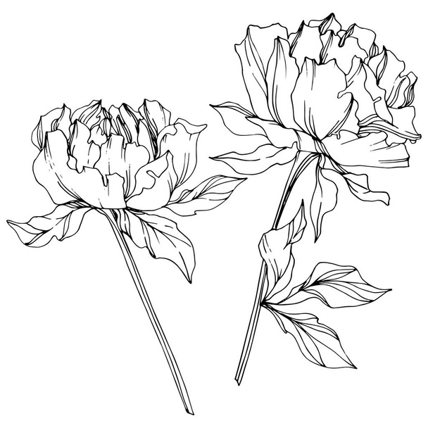 Peonías vectoriales con hojas aisladas en blanco. Arte de tinta grabada en blanco y negro
. - Vector, Imagen