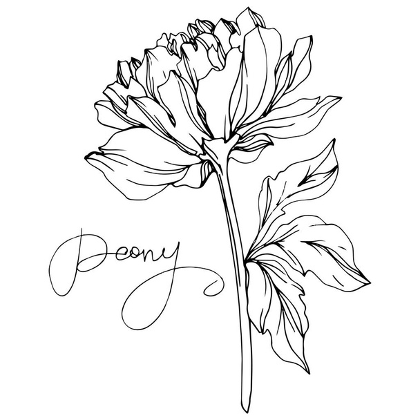Vector peony flower with leaves isolated on white with peony lettering. Black and white engraved ink art. - Vector, Image