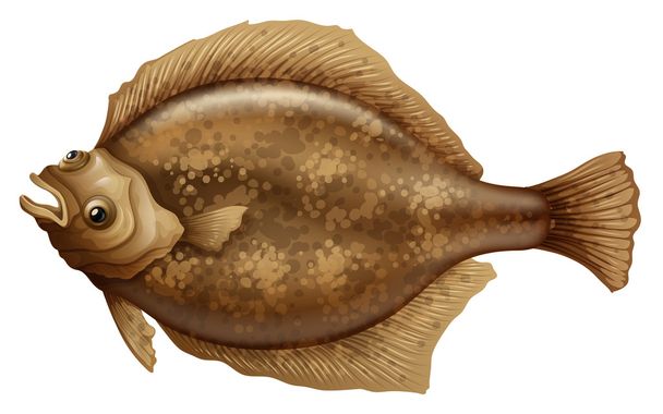 Psettodi Erumei Flounder
 - Vettoriali, immagini