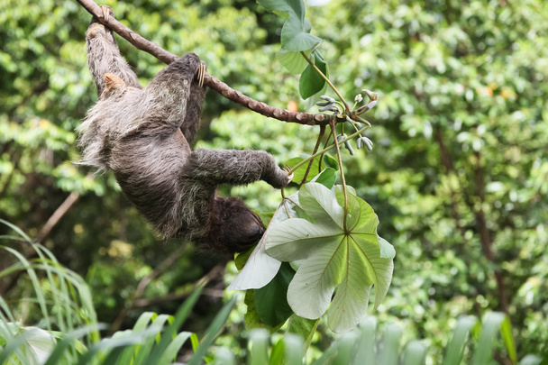 Mangiare bradipo a tre dita
 - Foto, immagini