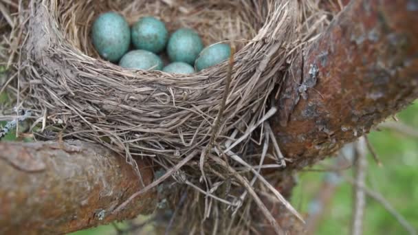 Nest einer Drossel mit sechs blauen Eiern an der Kiefer im Frühling. Zeitlupe - Filmmaterial, Video