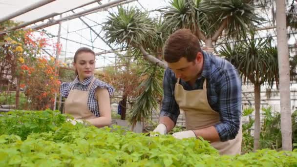 Két profi kertészek gondozásában hajtások és palánták az üvegházhatást okozó, kezek közelről. - Felvétel, videó