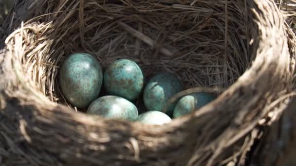 Eier einer Wilddrossel liegen im Nest unter der Morgensonne - Filmmaterial, Video