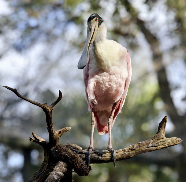 Roseate Spoonbill Perching - Photo, image