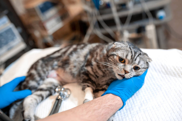 cat under general anesthesia on the operating table. Pet surgery - Foto, immagini