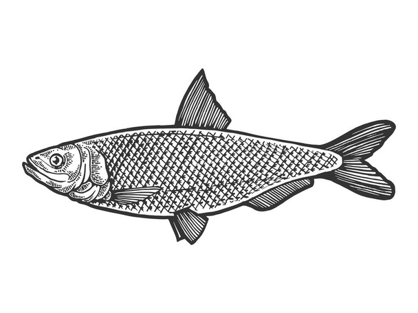 Hareng Clupea poisson alimentation animal croquis gravure vectoriel illustration. Imitation de style scratch board. Image dessinée à la main noir et blanc
. - Vecteur, image