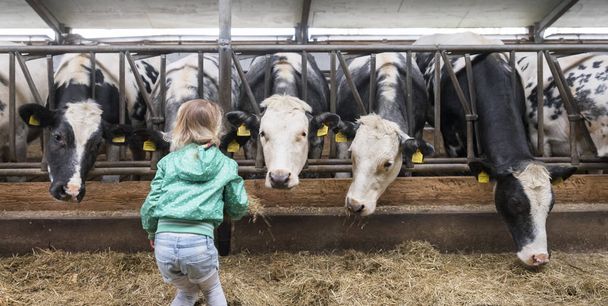 young girl feeds hay to cows inside barn - Фото, зображення