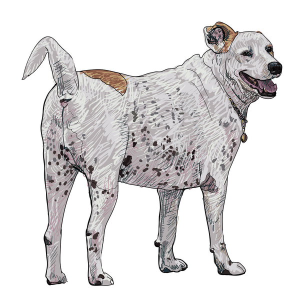 The castrate dog - Vector, Image