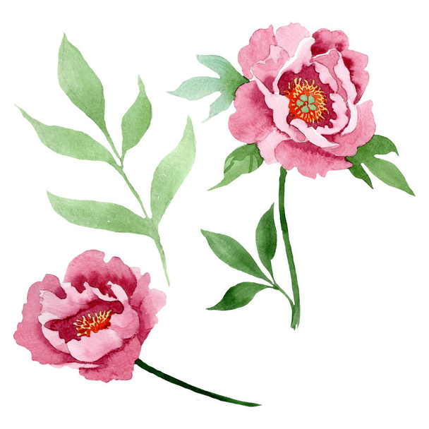 Dark red peony floral botanical flowers. Watercolor background illustration set. Isolated peony illustration element. - Фото, зображення