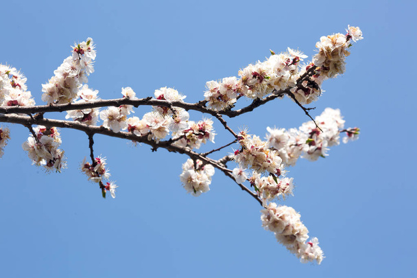 Floração ramo da árvore contra o céu azul
 - Foto, Imagem