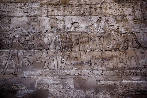 textura hieroglyfů z Egypta Karnaku - Fotografie, Obrázek