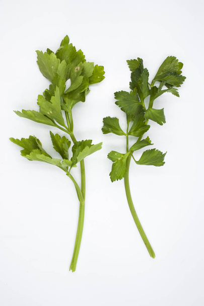 Close-up one stick of fresh celery with leaves isolated on white - Photo, image