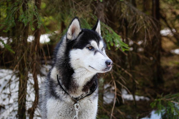 Husky Dog geht in den Karpaten spazieren. Schwarzer und weißer Hund - Foto, Bild