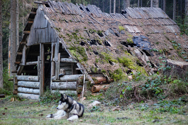 Husky perro pasea en las montañas Cárpatos. Perro blanco y negro
 - Foto, Imagen