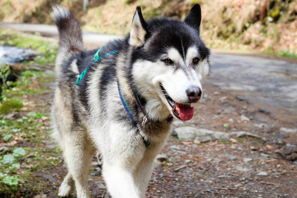 Husky chien se promène dans les Carpates. Chien noir et blanc
 - Photo, image