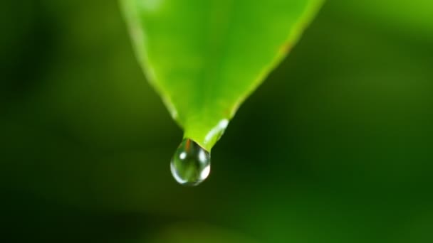 Super pomalý pohyb padající vody z listu. Natočené na vysokorychlostní filmové kameře, 1000 fps. Super-makro čočka. - Záběry, video