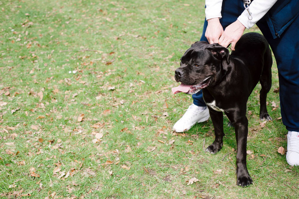 Man training a huge black dog in a park. Cane corso doggy. Large pet - Foto, imagen