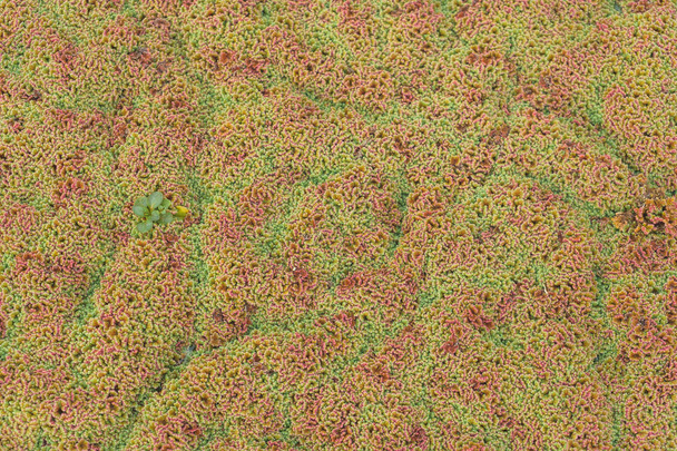 Red algae on the surface of the water. The texture of aquatic plants. Plants floating on the surface of the pond. Green red duckweed. - Photo, Image
