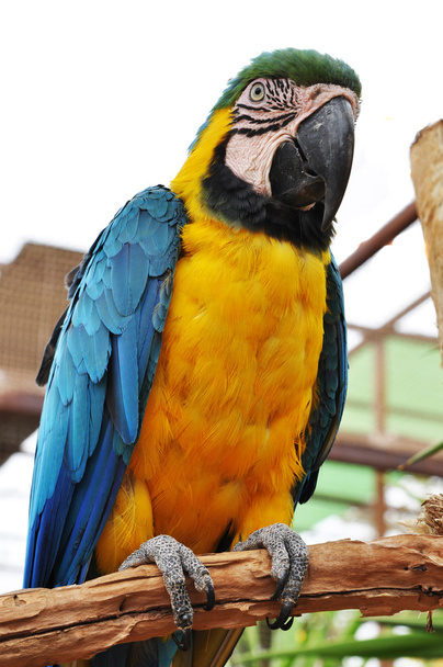 Parrot yellow - Foto, Bild