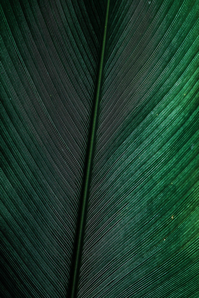 foliage of tropical leaf with dark green texture - Photo, Image