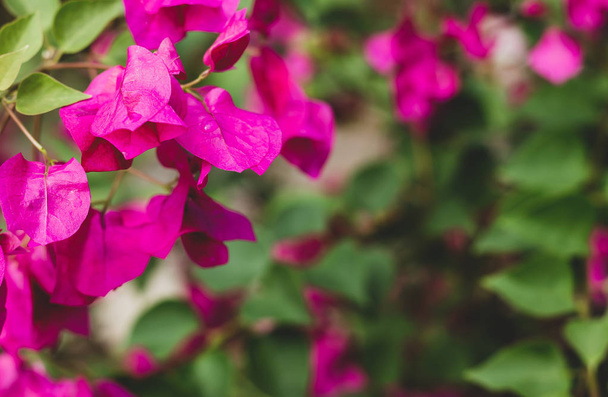 Rosafarbene Blumen im Garten - Foto, Bild