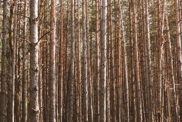 conifer forest - Foto, afbeelding