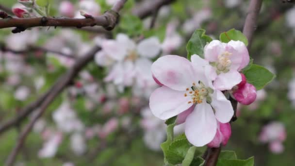 Wczesna wiosna w ogrodzie jabłkowym. Tło z kwiatami jabłek dla tekstu. Charakter Zachodniej Ukrainy na filmie. Kwitnące jabłoni i śpiewające ptaki to idealna harmonia w wiosennym ogrodzie. Przybliżenie w filmie. - Materiał filmowy, wideo