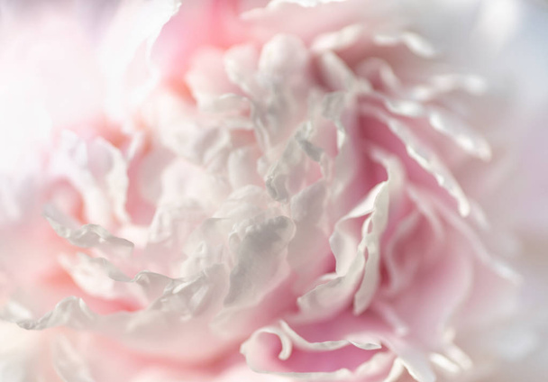 Extreme closeup of peony bloom - Φωτογραφία, εικόνα