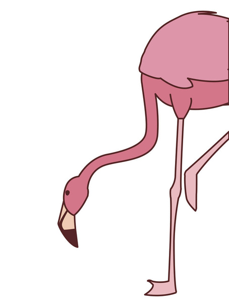 εξωτικό ροζ φλαμανδικό πουλί με το κεφάλι κάτω - Διάνυσμα, εικόνα