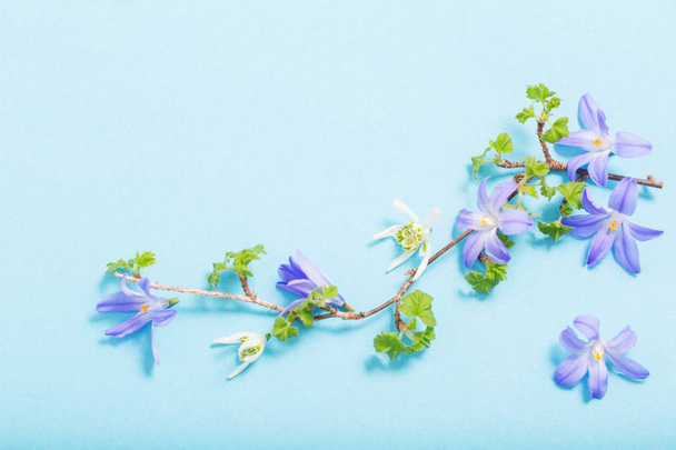 beautiful spring flowers on blue background - Φωτογραφία, εικόνα
