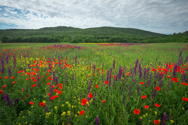 Spring flowers in field. Beautiful landscape. Composition of nat - Photo, Image