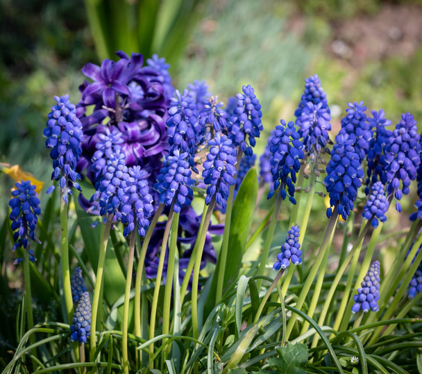 блакитні дзвіночки на садовому лузі з розмитим фоном
 - Фото, зображення
