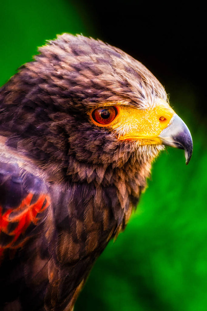 Retrato lateral de color intenso de un halcón marrón rojo aislado con un pico amarillo en colores intensos sobre fondo verde borroso que luce triste
 - Foto, Imagen
