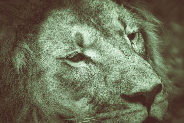 Güney Afrika 'da ince detaylar ve doku ile izole edilmiş tek bir aslanın güzel, yeşil bir sanat portresi. - Fotoğraf, Görsel
