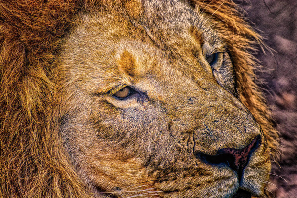 Тонкий художественный портрет одинокой частичной головы льва в золотисто-коричневом цвете и белом с мелкими деталями и фактурой, сделанный в Южной Африке - символический, вековой, старый, грустный, серьезный - Фото, изображение