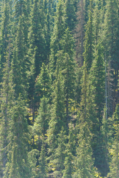 Wąwóz barskoon. Na zboczach gór rosną zielone drzewa iglastowe. Spoczywaj w Kirgistanie. Wycieczka do jeziora Issyk-Kul. - Zdjęcie, obraz